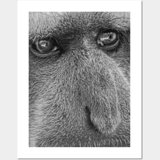 Colobus Eyes Posters and Art